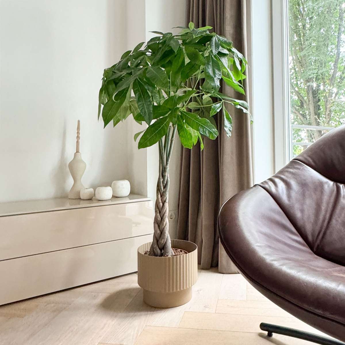 Other Green Houseplants Glückskastanie - Pachira Aquatica - Höhe 100-120Cm - ⌀24Cm 