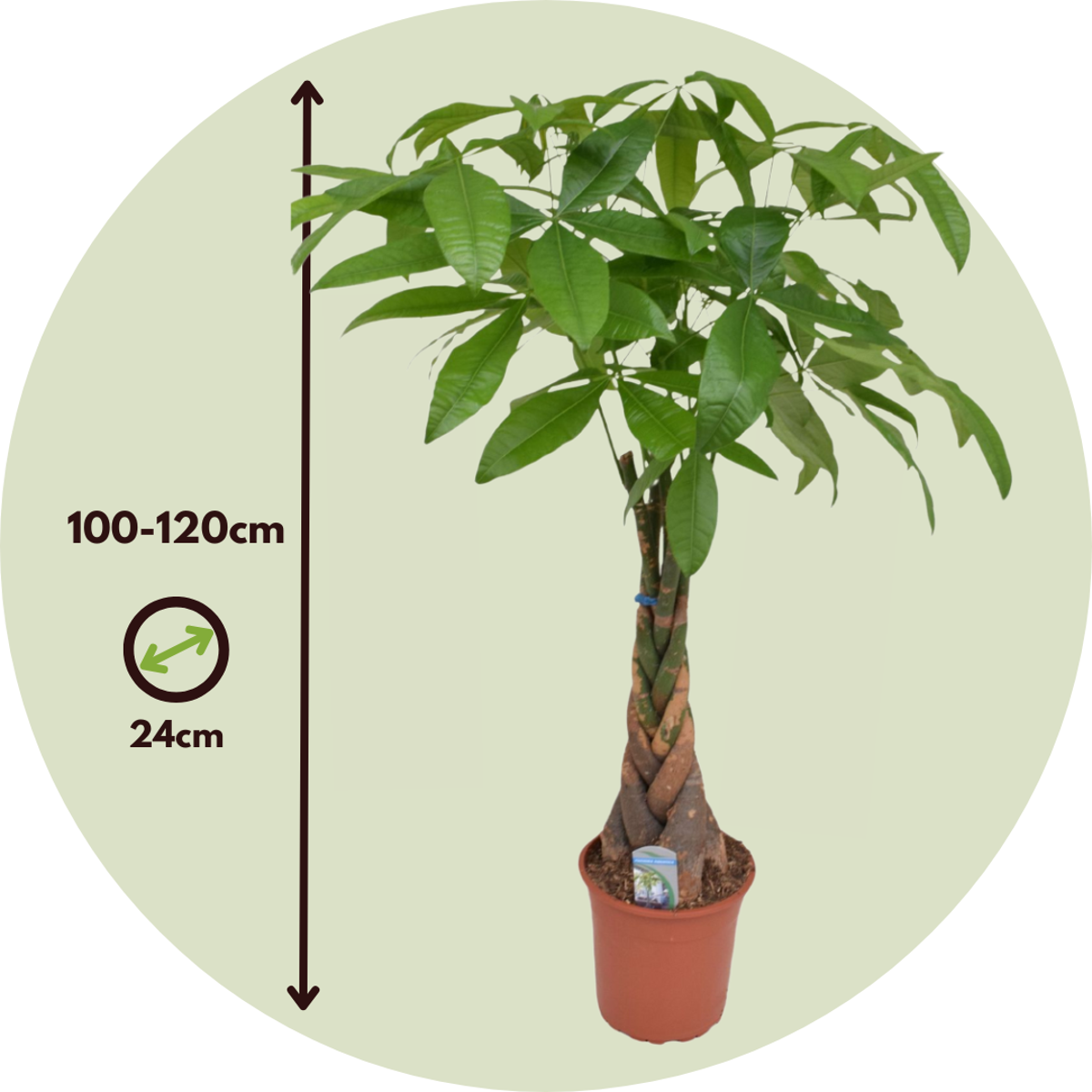 Other Green Houseplants Glückskastanie - Pachira Aquatica - Höhe 100-120Cm - ⌀24Cm 
