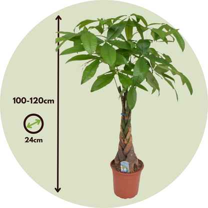 Other Green Houseplants Glückskastanie - Pachira Aquatica - Höhe 100-120Cm - ⌀24Cm 