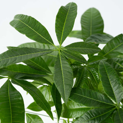 Other Green Houseplants Glückskastanie - Pachira Aquatica - Höhe 100-120Cm - ⌀24Cm 