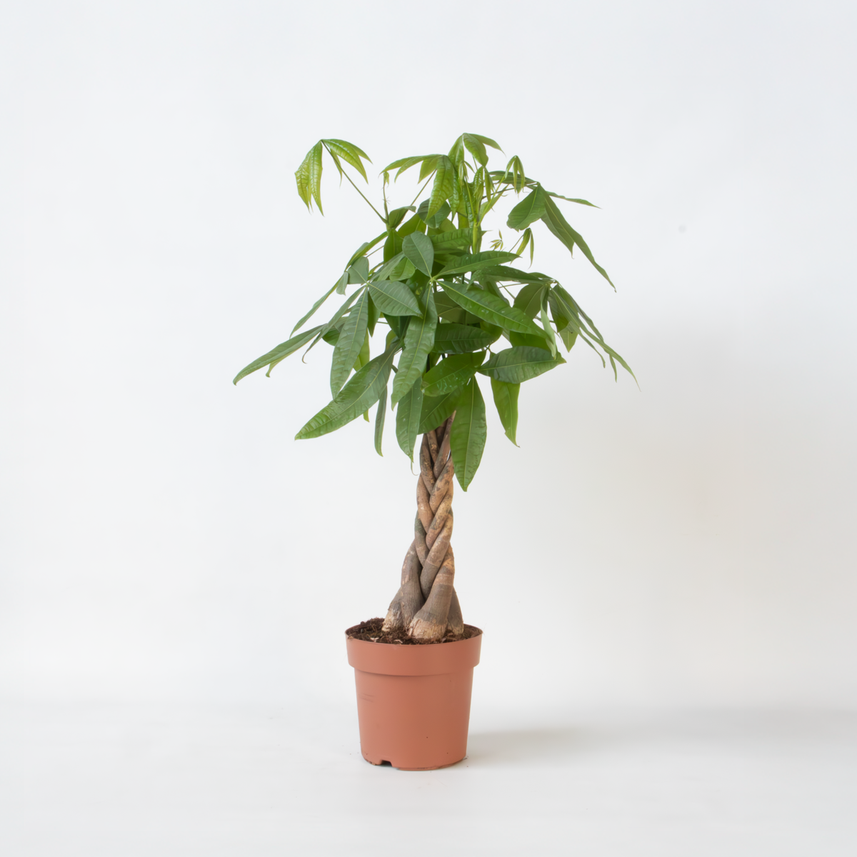 Other Green Houseplants Glückskastanie - Pachira Aquatica - Höhe 100-120Cm - ⌀24Cm 