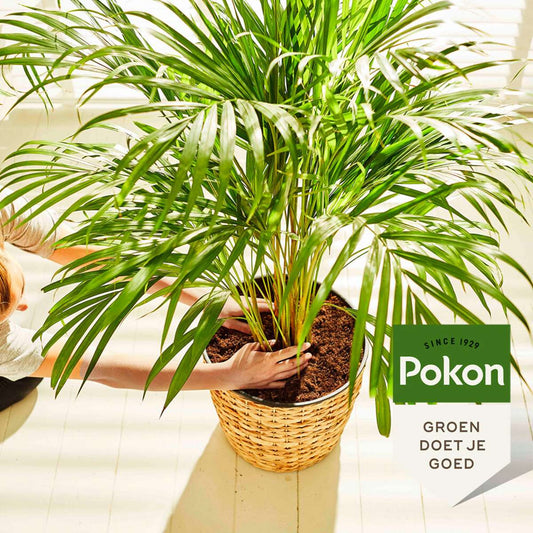 Plant Food Pokon Flüssiges Pflanzenfutter – Palmen – 250 Ml 