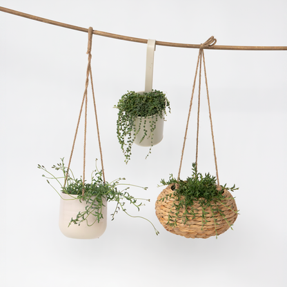 Hanging Plants Perlenkette - Set Von 3 - Senecio - Ø 12Cm 