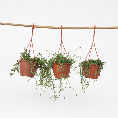 Hanging Plants Perlenkette - Set Von 3 - Senecio - Ø 12Cm 