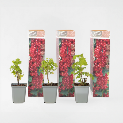 Fruit Trees Rote Johannisbeere - 3Er-Set - Ribes Rubrum - Höhe 25-40Cm - ⌀9Cm 