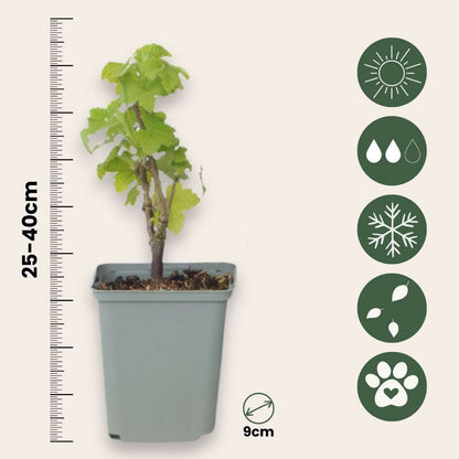 Fruit Trees Rote Johannisbeere - 3Er-Set - Ribes Rubrum - Höhe 25-40Cm - ⌀9Cm 