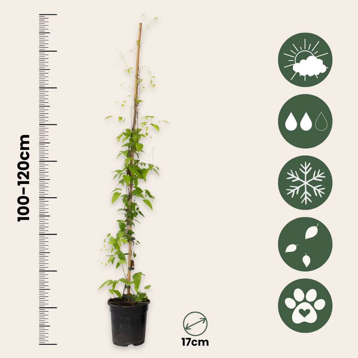 Climbers Waldrebe - 2 Stück - Clematis 'The President' - Höhe 100-120Cm - ⌀17Cm 