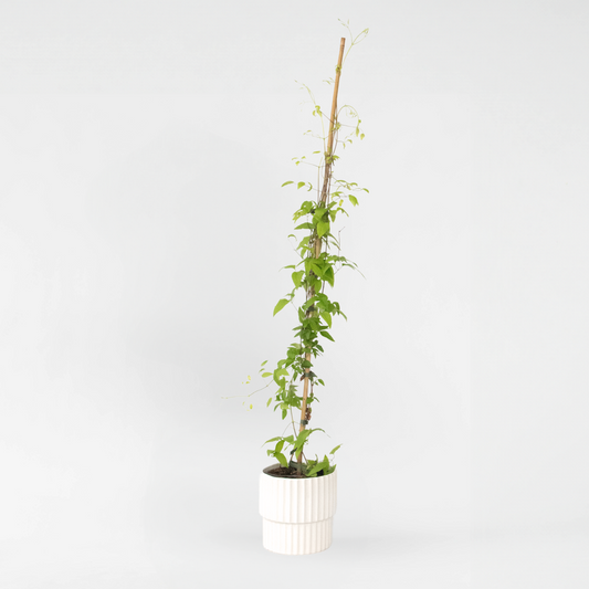 Climbers Waldrebe - Clematis 'The President' - Höhe 100-120Cm - ⌀17Cm 