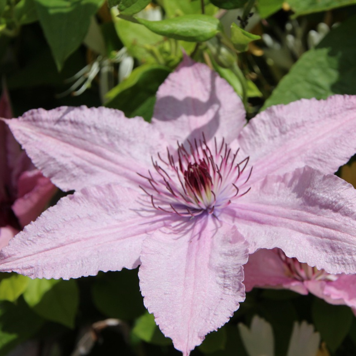 Climbers Waldrebe - 2 Stück - Clematis 'Hagley Hybrid' - Höhe 100-120Cm - ⌀17Cm 