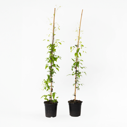 Climbers Waldrebe - 2 Stück - Clematis 'Hagley Hybrid' - Höhe 100-120Cm - ⌀17Cm 