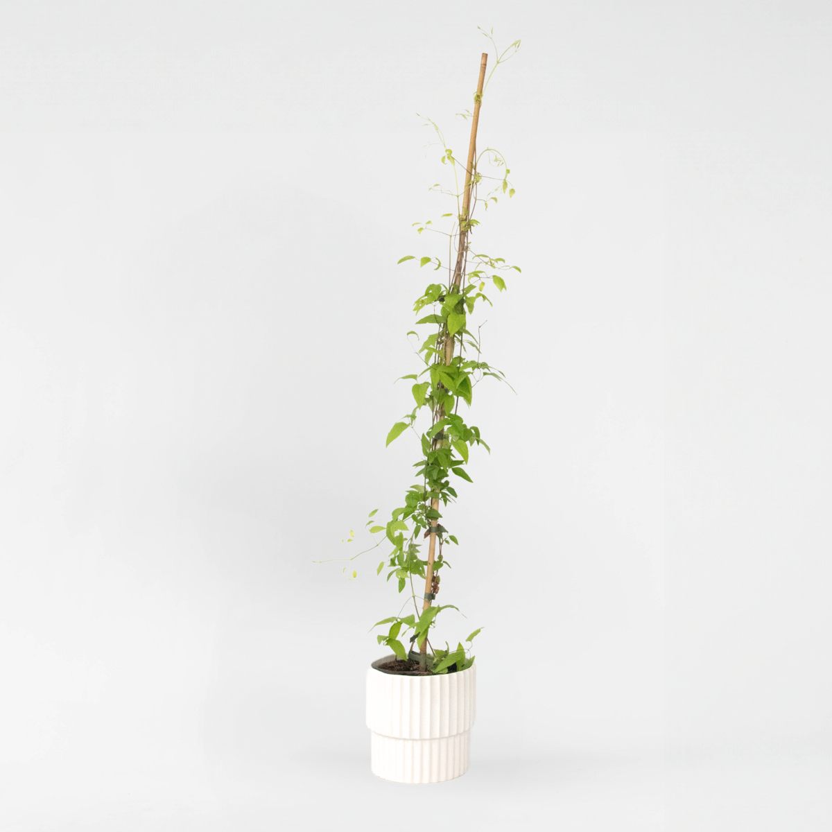 Climbers Waldrebe - Clematis 'Hagley Hybrid' - Höhe 100-120Cm - ⌀17Cm 