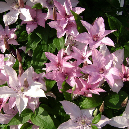 Climbers Waldrebe - Clematis 'Hagley Hybrid' - Höhe 100-120Cm - ⌀17Cm 
