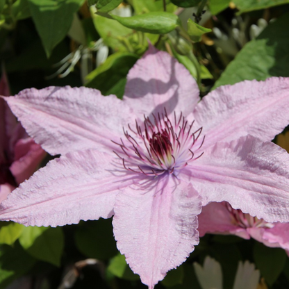 Climbers Waldrebe - Clematis 'Hagley Hybrid' - Höhe 100-120Cm - ⌀17Cm 