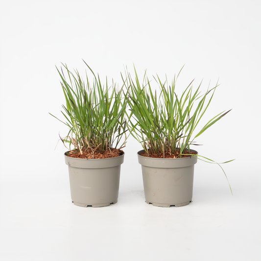 Ornamental Grasses Fingergras - 2 Stück - Panicum Virgatum 'Squaw' - Höhe 40-60Cm - ⌀23Cm 