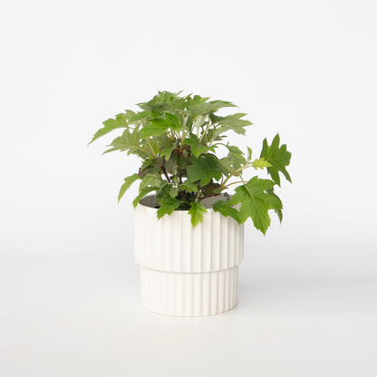 Hydrangea Hortensie - Hydrangea Paniculata 'Toy Soldier' - Höhe 25-40Cm - ⌀19Cm 