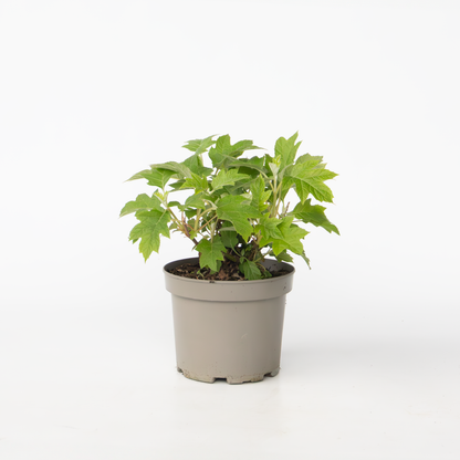 Hydrangea Hortensie - Hydrangea Paniculata 'Toy Soldier' - Höhe 25-40Cm - ⌀19Cm 