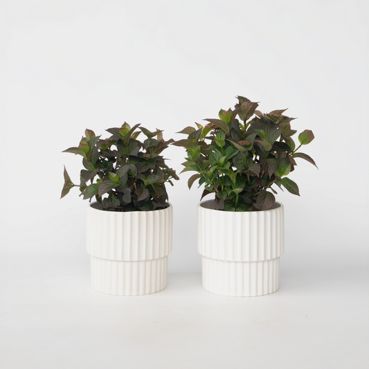 Hydrangea Hortensie - 2 Stk - Hydrangea 'Dare Devil' - Höhe 25-40Cm - ⌀19Cm 