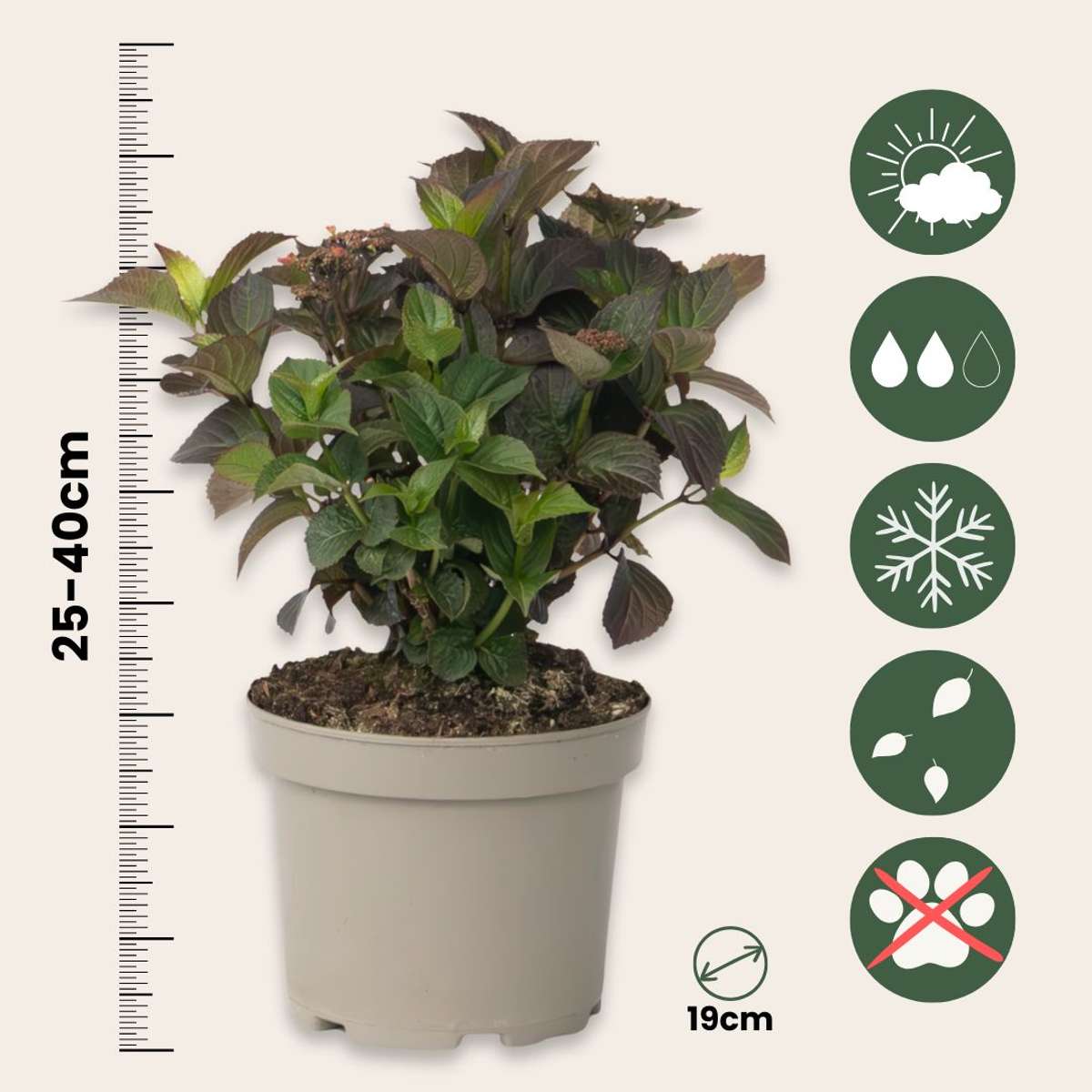 Hydrangea Hortensie - 2 Stk - Hydrangea 'Dare Devil' - Höhe 25-40Cm - ⌀19Cm 