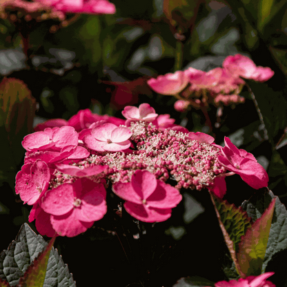 Hydrangea Hortensie - 2 Stk - Hydrangea 'Dare Devil' - Höhe 25-40Cm - ⌀19Cm 