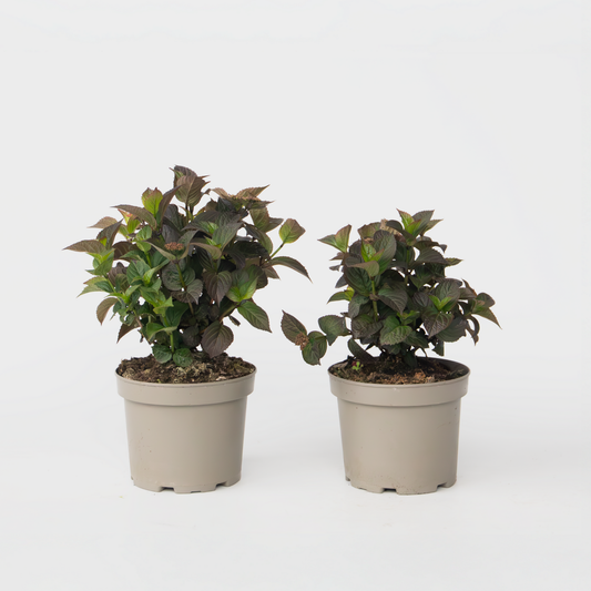 Hydrangea Hortensie - 2 Stk - Hydrangea 'Dare Devil' - Höhe 25-40Cm - ⌀19Cm 