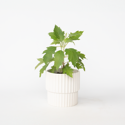 Hydrangea Hortensie - Hydrangea Paniculata 'Ice Crystal' - Höhe 25-40Cm - ⌀19Cm 