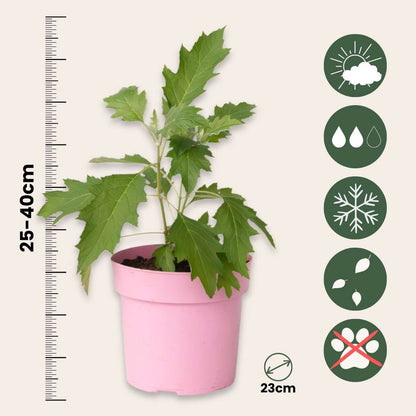 Hydrangea Hortensie - Hydrangea Paniculata 'Ice Crystal' - Höhe 25-40Cm - ⌀19Cm 