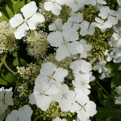 Hydrangea Hortensie - Hydrangea Paniculata 'Ice Crystal' - Höhe 25-40Cm - ⌀19Cm 