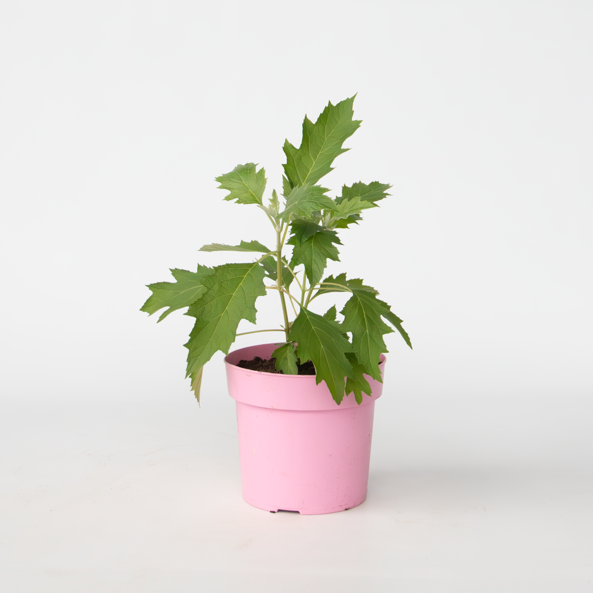 Hydrangea Hortensie - Hydrangea Paniculata 'Ice Crystal' - Höhe 25-40Cm - ⌀19Cm 