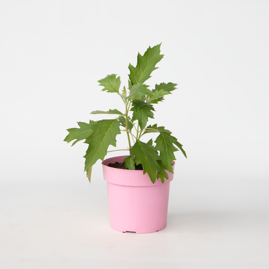 Hydrangea Hortensie - Hydrangea Paniculata 'Ice Crystal' - Höhe 25-40Cm - ⌀19Cm 