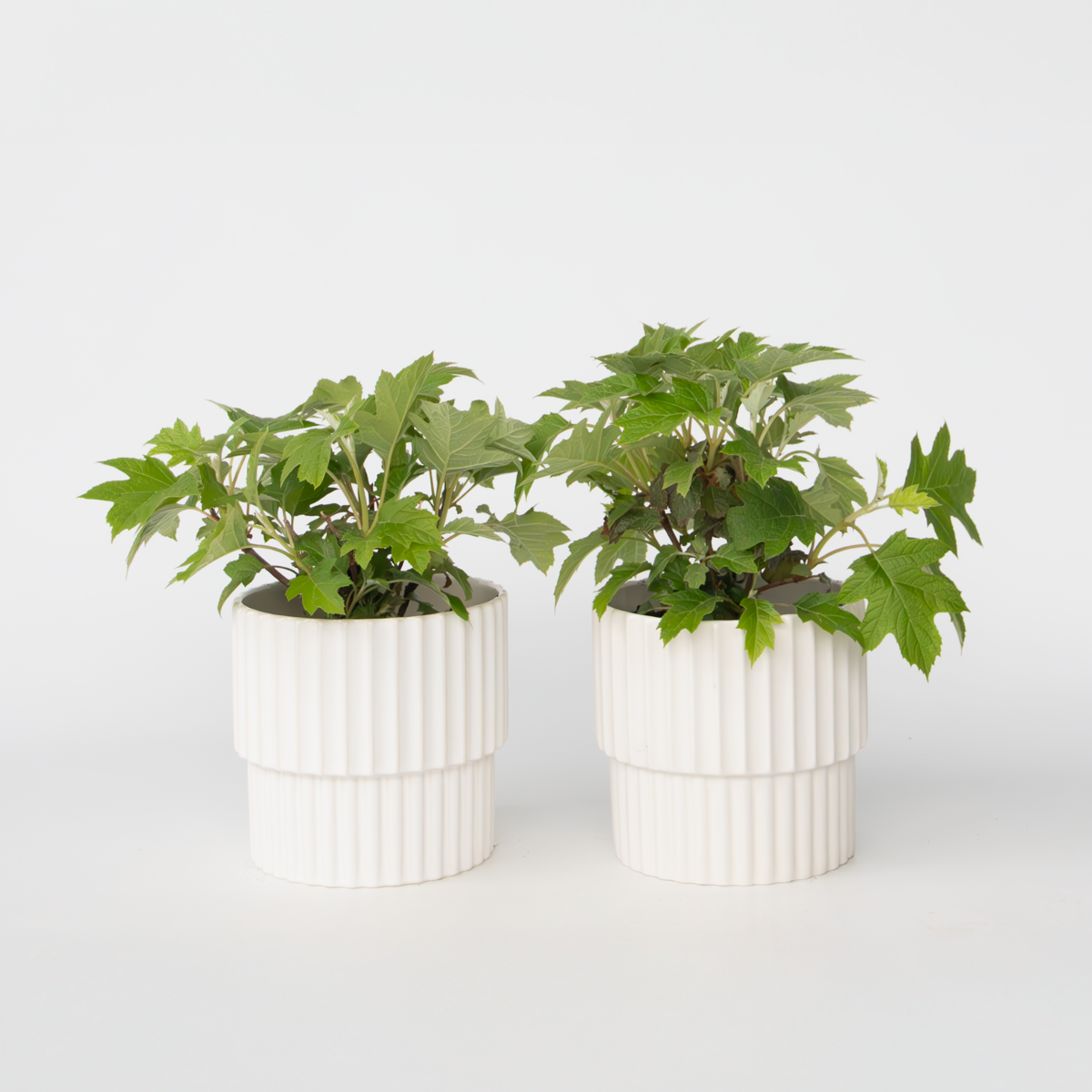 Hydrangea Hortensie - 2 Stk - Hydrangea 'Toy Soldier' - Höhe 25-40Cm - ⌀19Cm 