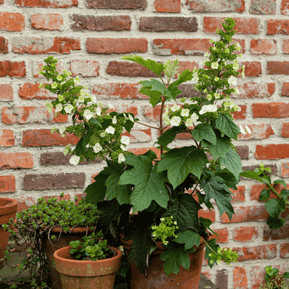 Hydrangea Hortensie - 2 Stk - Hydrangea 'Toy Soldier' - Höhe 25-40Cm - ⌀19Cm 