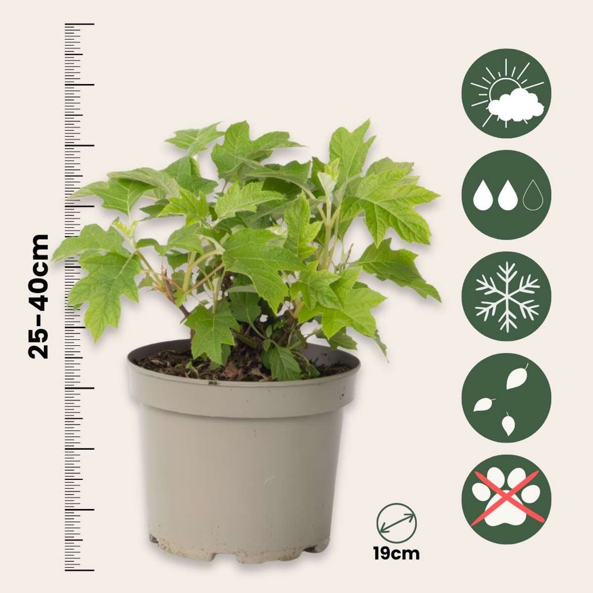 Hydrangea Hortensie - 2 Stk - Hydrangea 'Toy Soldier' - Höhe 25-40Cm - ⌀19Cm 