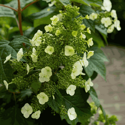 Hydrangea Hortensie - 2 Stk - Hydrangea 'Toy Soldier' - Höhe 25-40Cm - ⌀19Cm 