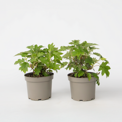 Hydrangea Hortensie - 2 Stk - Hydrangea 'Toy Soldier' - Höhe 25-40Cm - ⌀19Cm 