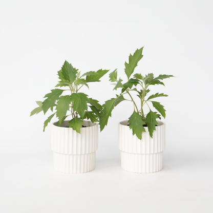 Hydrangea Hortensie - 2 Stk - Hydrangea 'Ice Crystal' - Höhe 25-40Cm - ⌀19Cm 