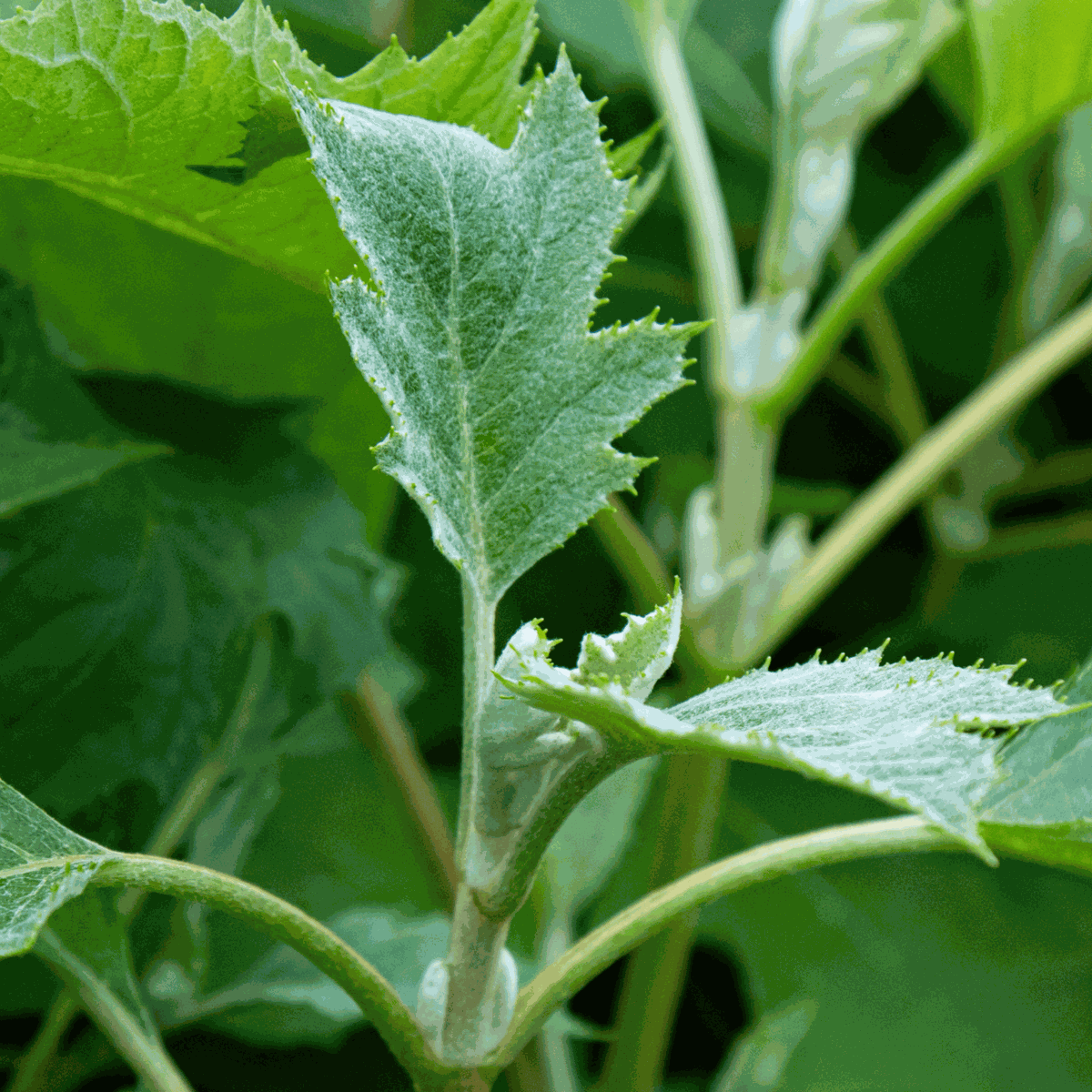 Hydrangea Hortensie - 2 Stk - Hydrangea 'Ice Crystal' - Höhe 25-40Cm - ⌀19Cm 