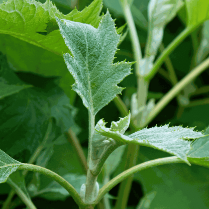Hydrangea Hortensie - 2 Stk - Hydrangea 'Ice Crystal' - Höhe 25-40Cm - ⌀19Cm 