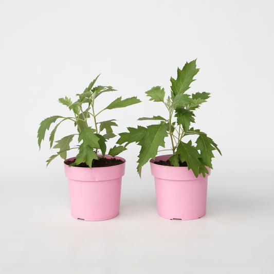 Hydrangea Hortensie - 2 Stk - Hydrangea 'Ice Crystal' - Höhe 25-40Cm - ⌀19Cm 