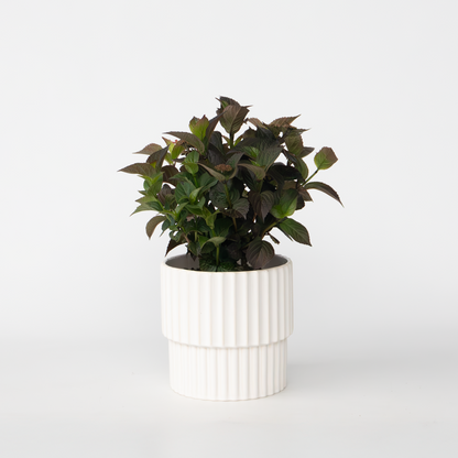 Hydrangea Hortensie - Hydrangea Paniculata 'Dare Devil' - Höhe 25-40Cm - ⌀19Cm 