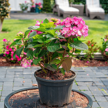 Hydrangea Hortensie - Hydrangea Paniculata 'Dare Devil' - Höhe 25-40Cm - ⌀19Cm 