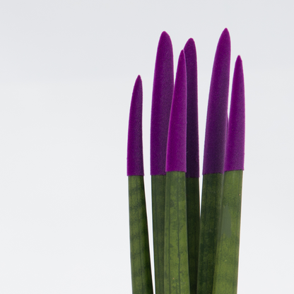 Sansevieria Zylindrischer Bogenhanf - Sansevieria Cylindrica - Höhe 20-40Cm - Topf 9Cm 