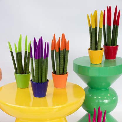 Sansevieria Zylindrischer Bogenhanf - Sansevieria Cylindrica - Höhe 20-40Cm - Topf 9Cm 