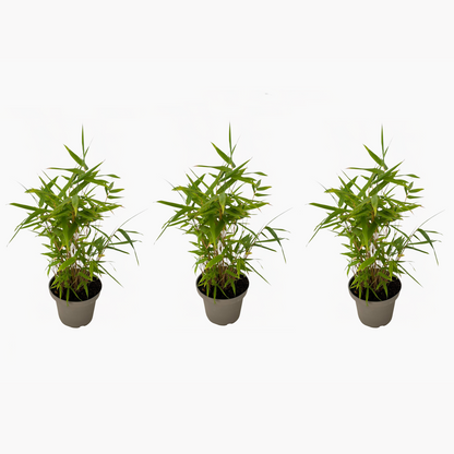 Bamboo Shrubs Bambus - 3Er-Set - Fargesia Nitida 'Black Dragon' - Höhe 25-40Cm - ⌀14Cm 