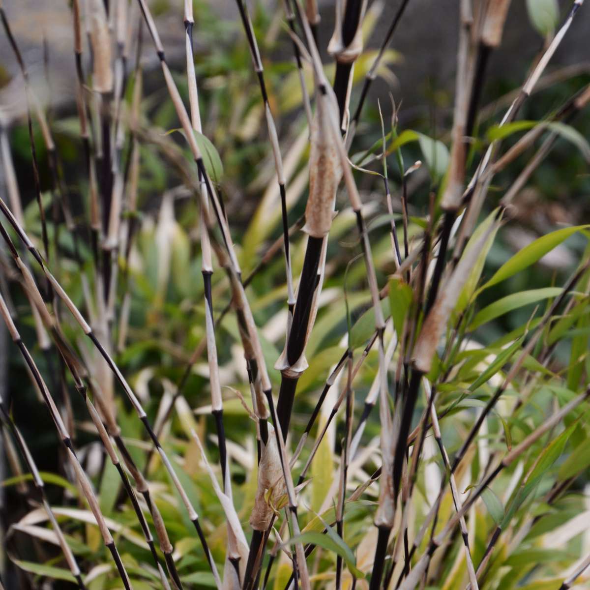 Bamboo Shrubs Bambus - 3Er-Set - Fargesia Nitida 'Black Dragon' - Höhe 25-40Cm - ⌀14Cm 