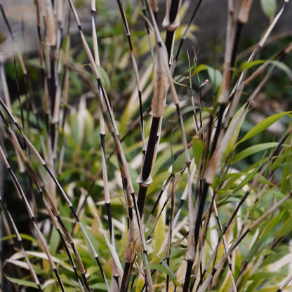 Bamboo Shrubs Bambus - 3Er-Set - Fargesia Nitida 'Black Dragon' - Höhe 25-40Cm - ⌀14Cm 