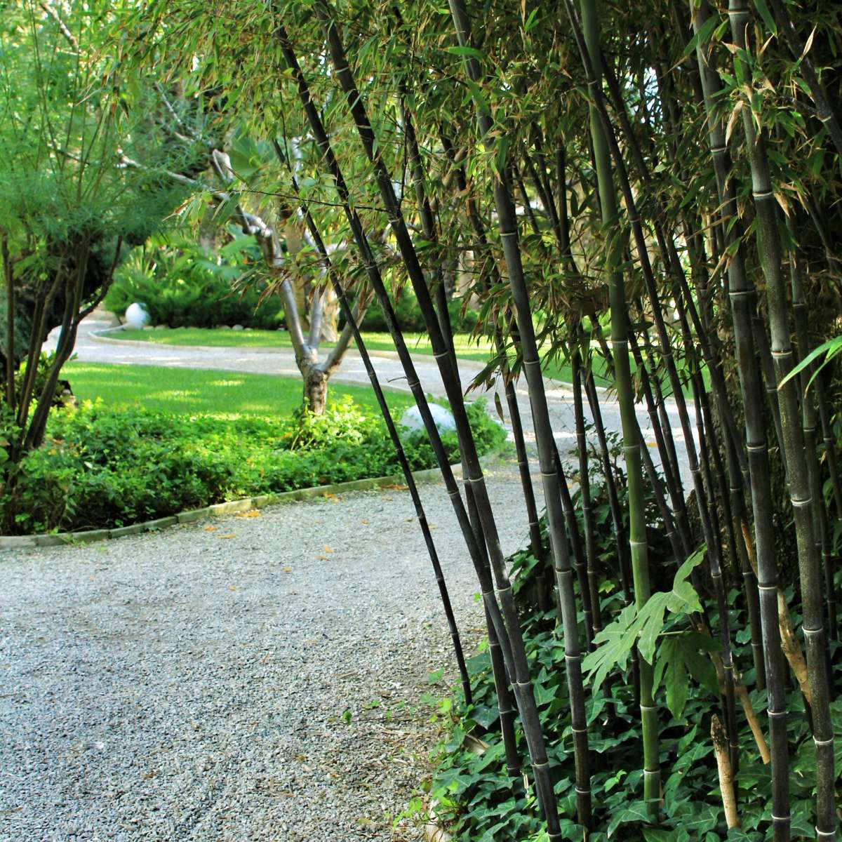 Bamboo Shrubs Bambus - 3Er-Set - Fargesia Nitida 'Black Dragon' - Höhe 25-40Cm - ⌀14Cm 