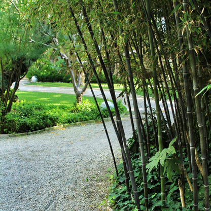 Bamboo Shrubs Bambus - 3Er-Set - Fargesia Nitida 'Black Dragon' - Höhe 25-40Cm - ⌀14Cm 