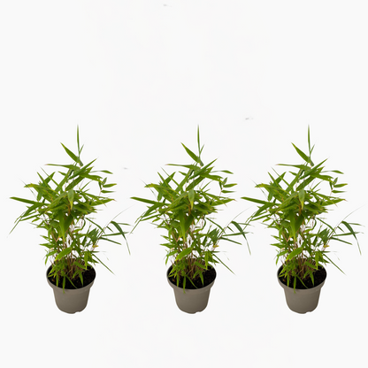 Bamboo Shrubs Bambus - 3Er-Set - Fargesia Nitida 'Black Dragon' - Höhe 25-40Cm - ⌀14Cm 