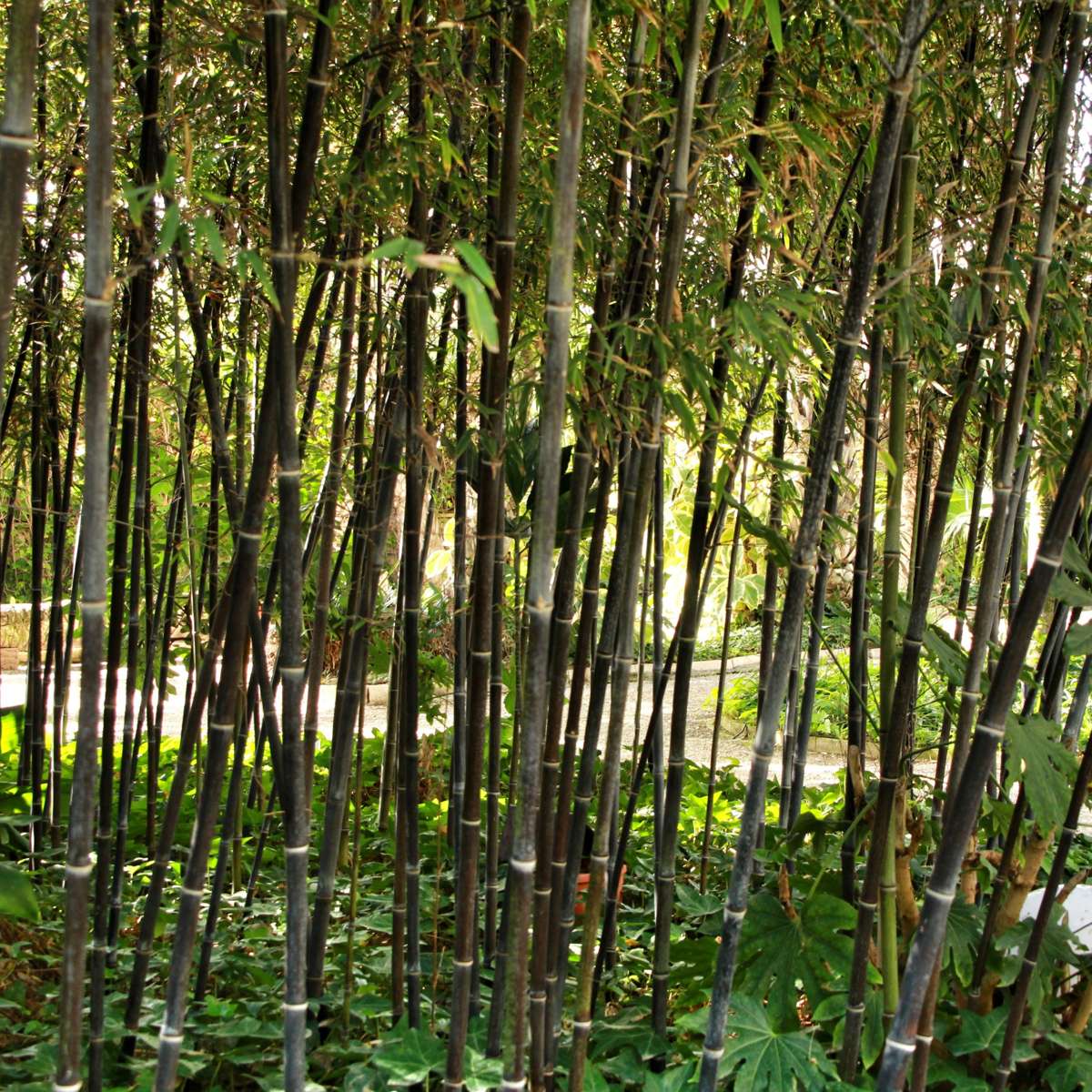 Bamboo Shrubs Bambus - 3Er-Set - Fargesia Nitida 'Black Dragon' - Höhe 25-40Cm - ⌀14Cm 