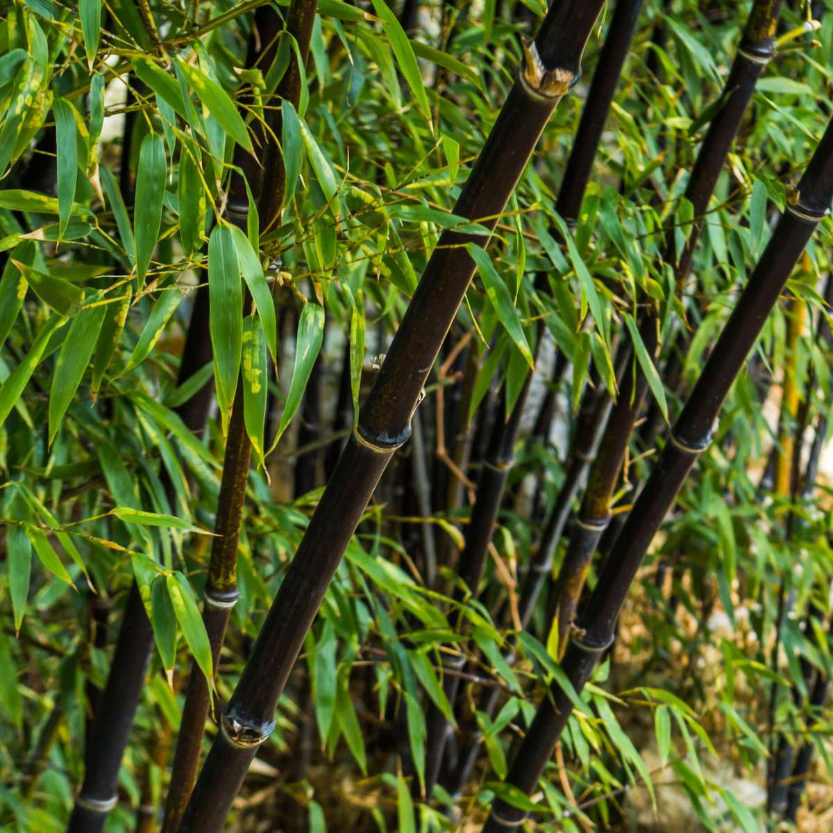 Bamboo Shrubs Bambus - 3Er-Set - Fargesia Nitida 'Black Dragon' - Höhe 25-40Cm - ⌀14Cm 